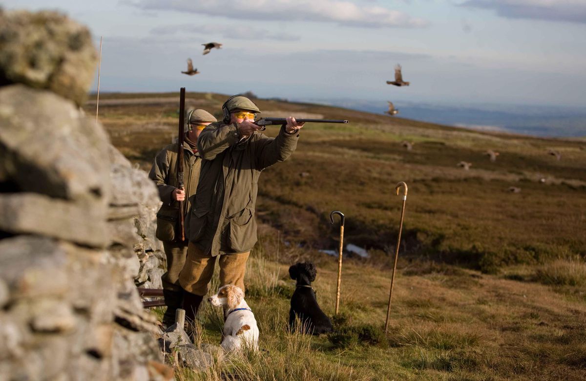 Grouse shooting faces uncertain future as landowners turn to rewilding