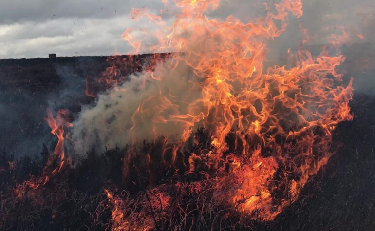 Partial ban on grouse moor burning comes into effect â€“ Wild Moors