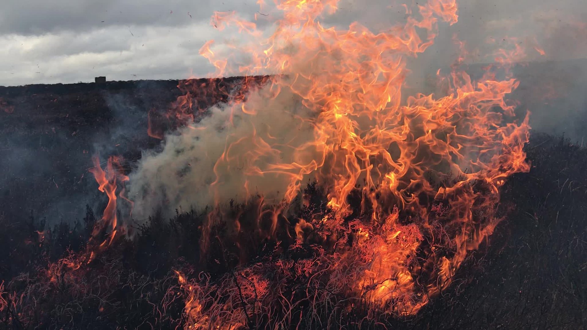 Partial ban on grouse moor burning comes into effect – Wild Moors